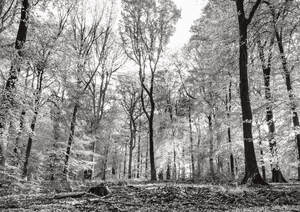 Monochrome Trees, Forest of Dean