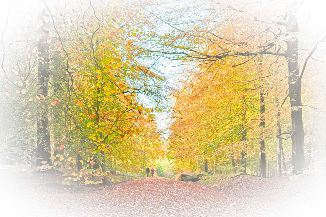 Autumn Walk, Forest of Dean